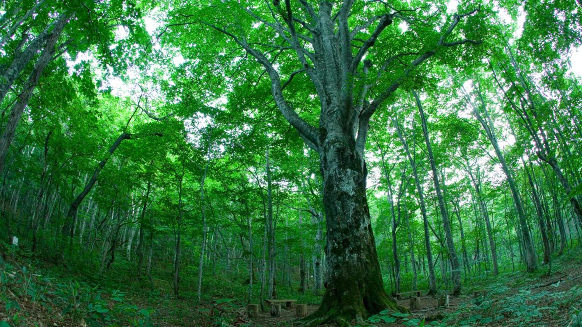Ana洲际安比高原度假村 八幡平市 外观 照片